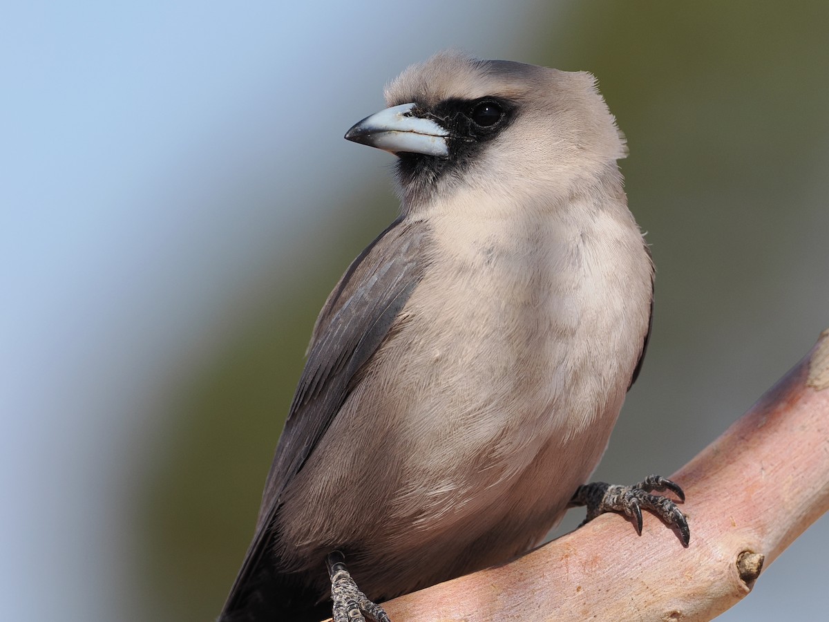 Black-faced Woodswallow (Black-vented) - ML622287862