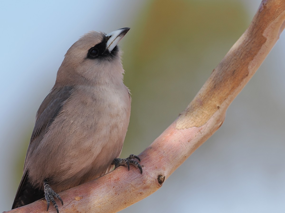 Black-faced Woodswallow (Black-vented) - ML622287864