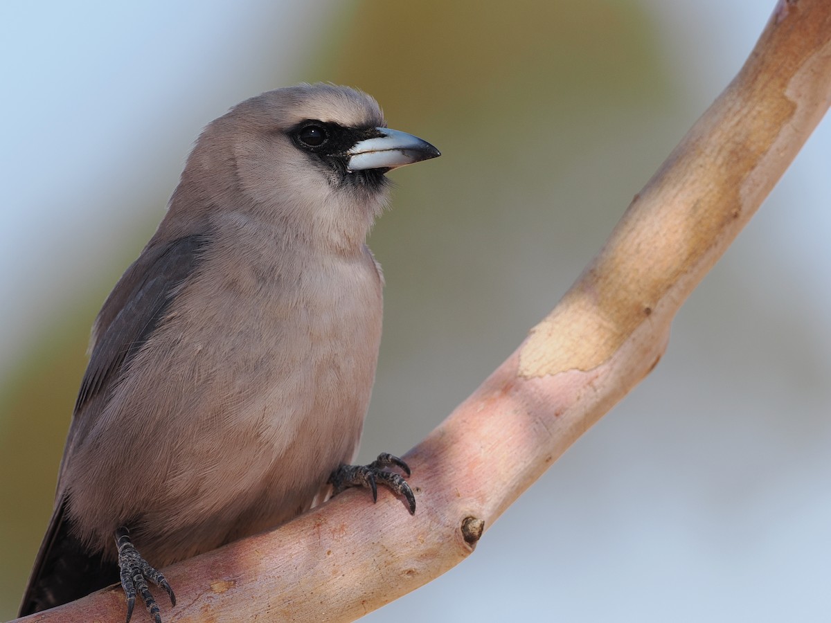 Black-faced Woodswallow (Black-vented) - ML622287865