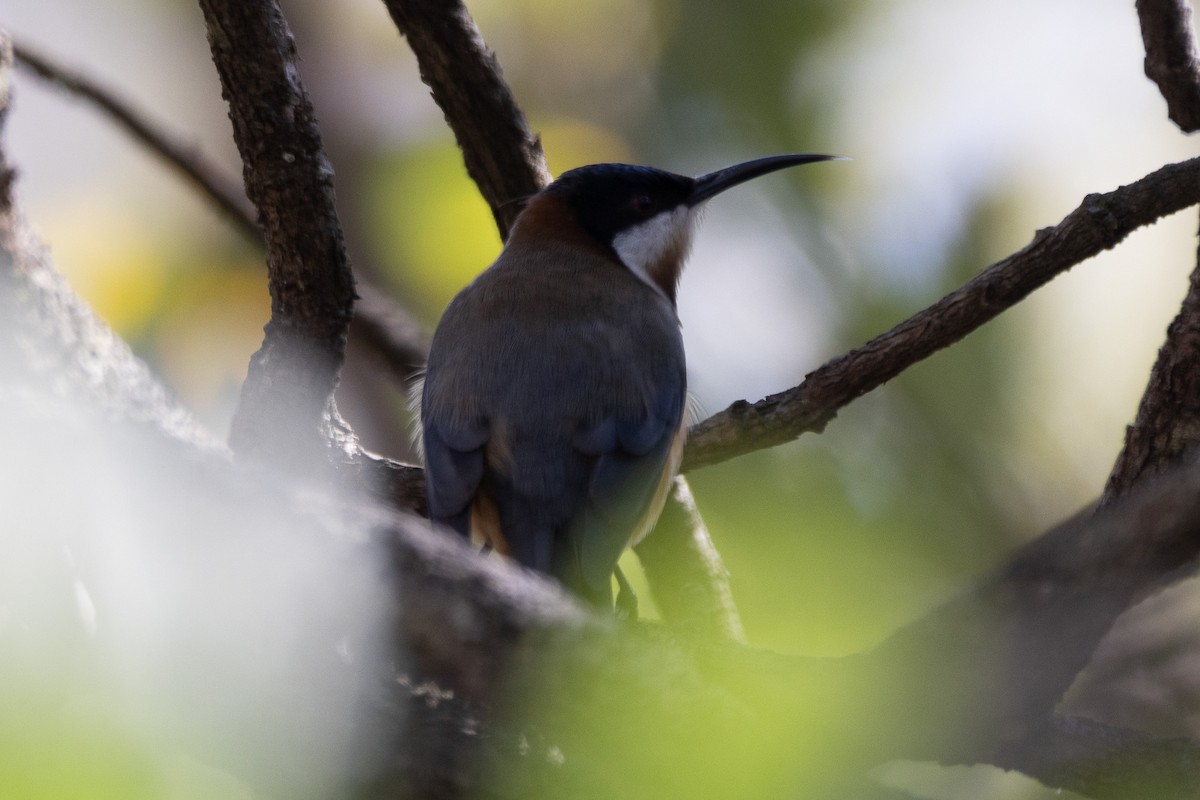 Eastern Spinebill - ML622287866