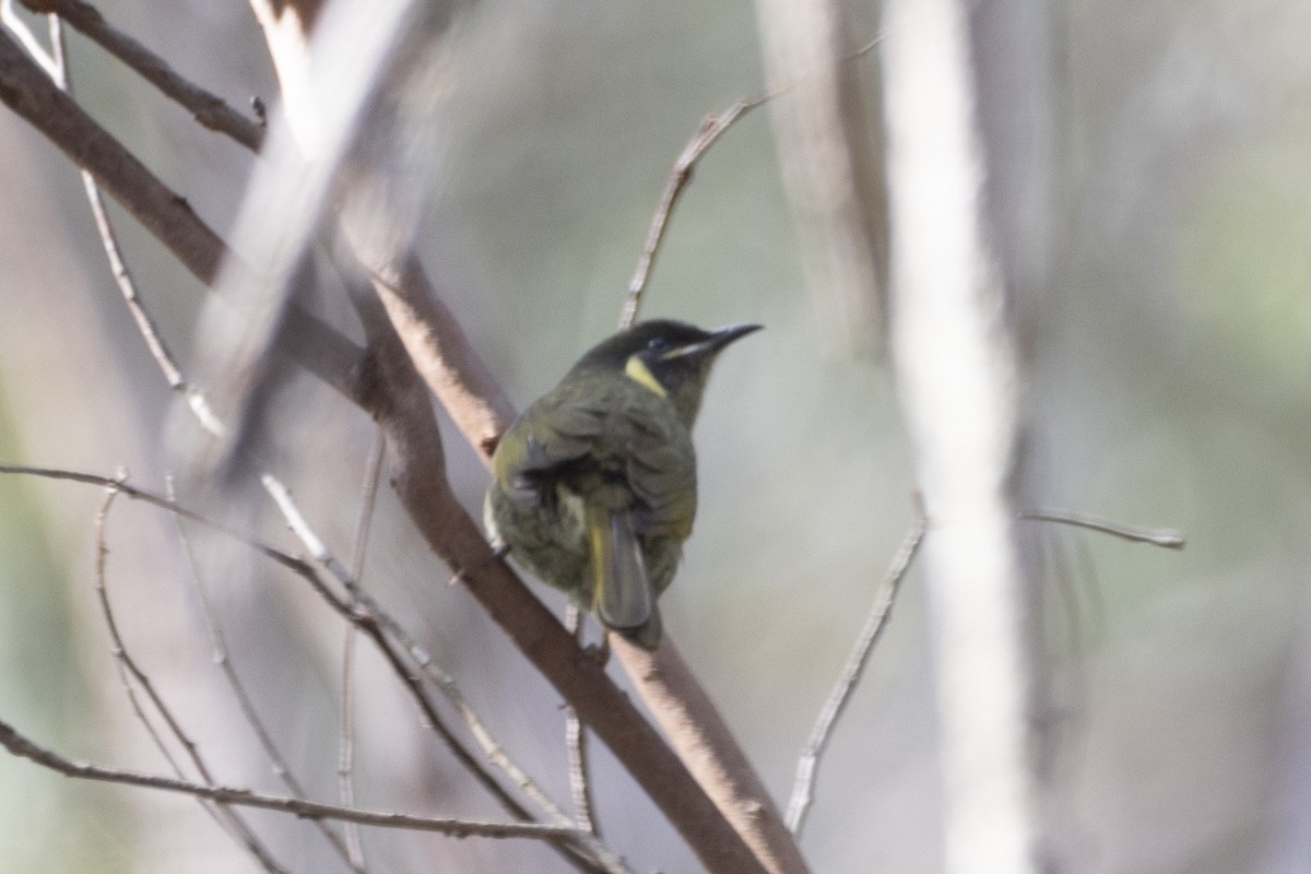 Lewin's Honeyeater - ML622287867