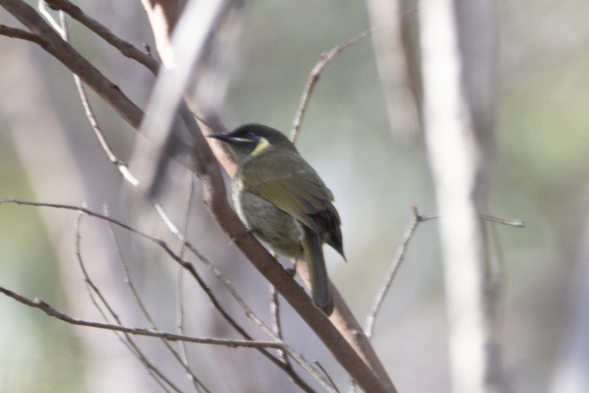 Lewin's Honeyeater - ML622287868