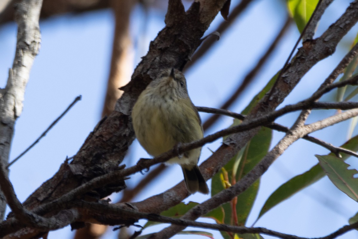 Striated Thornbill - ML622287870