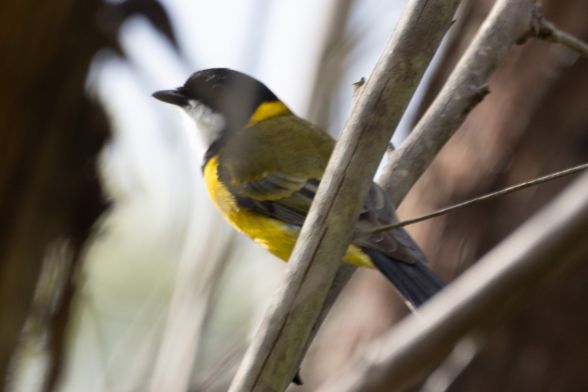 Golden Whistler (Eastern) - ML622287871