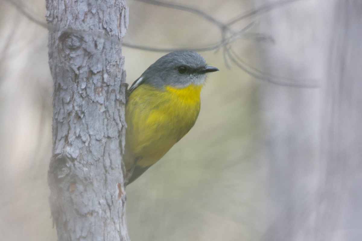 Eastern Yellow Robin - ML622287872