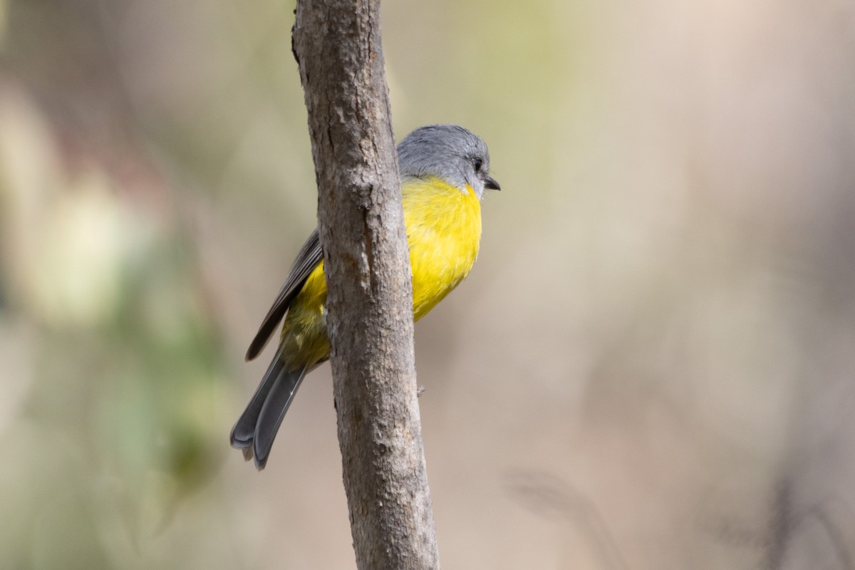 Eastern Yellow Robin - ML622287873