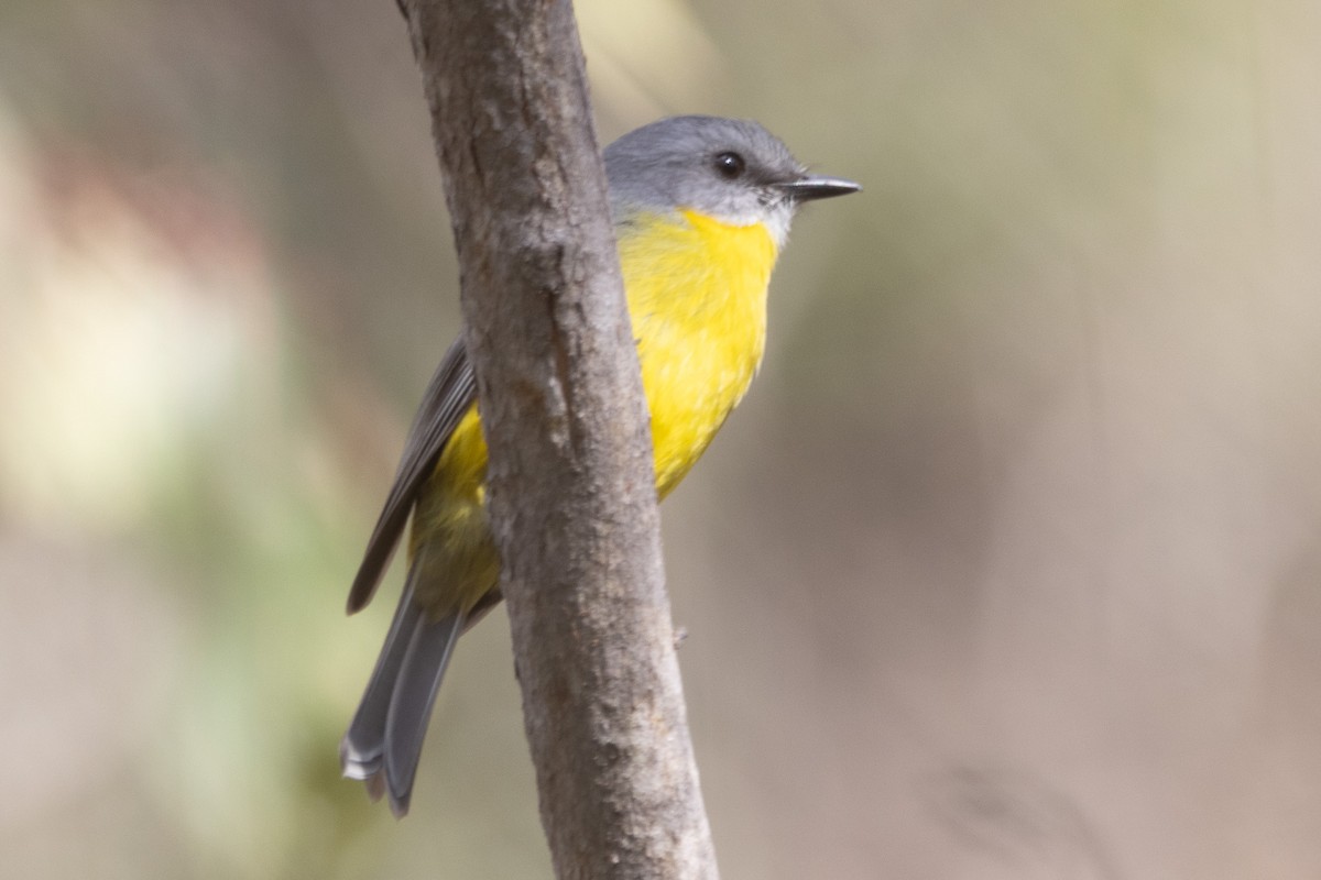 Eastern Yellow Robin - ML622287874