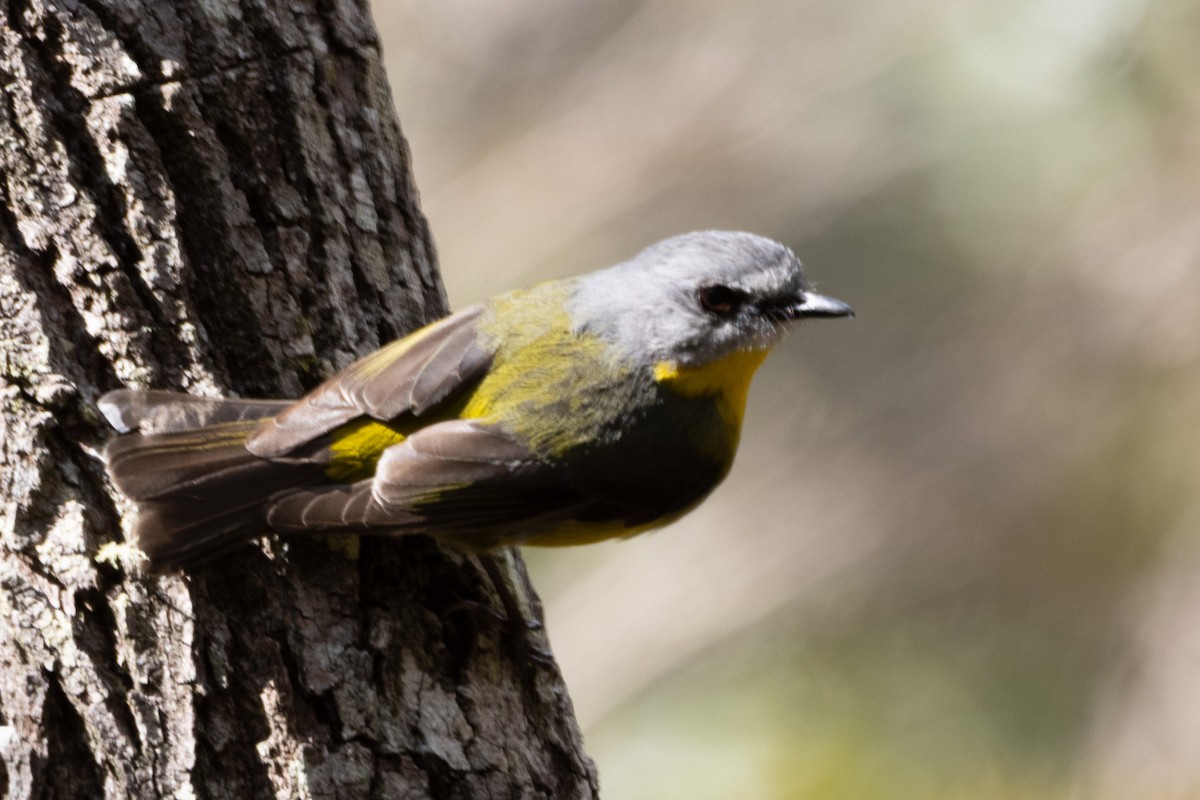 Eastern Yellow Robin - ML622287875