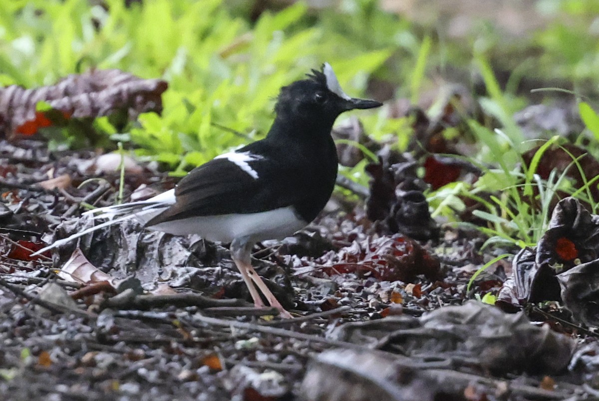 White-crowned Forktail (Malaysian) - ML622287876