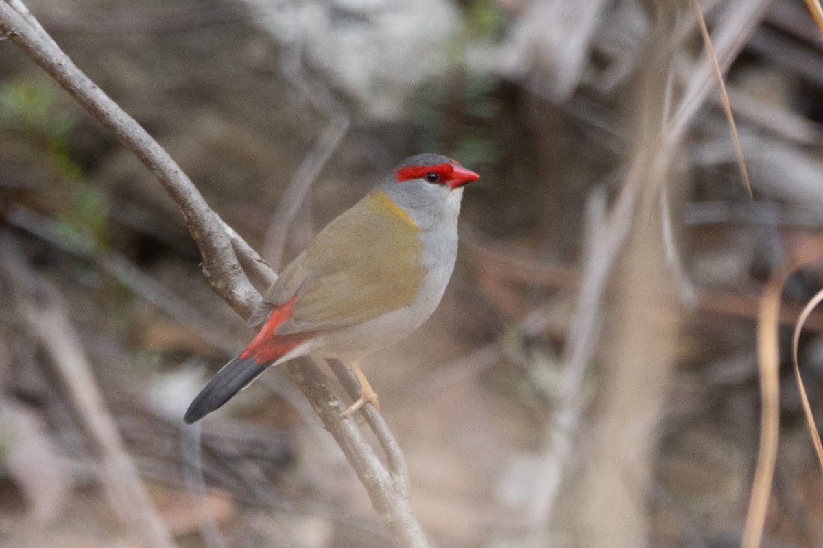 Red-browed Firetail - ML622287877