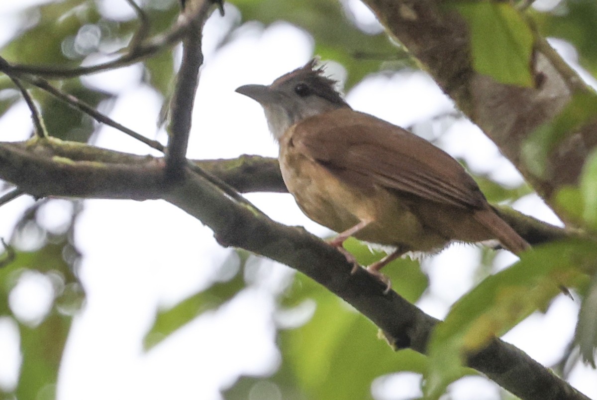 Gray-cheeked Bulbul - ML622287882