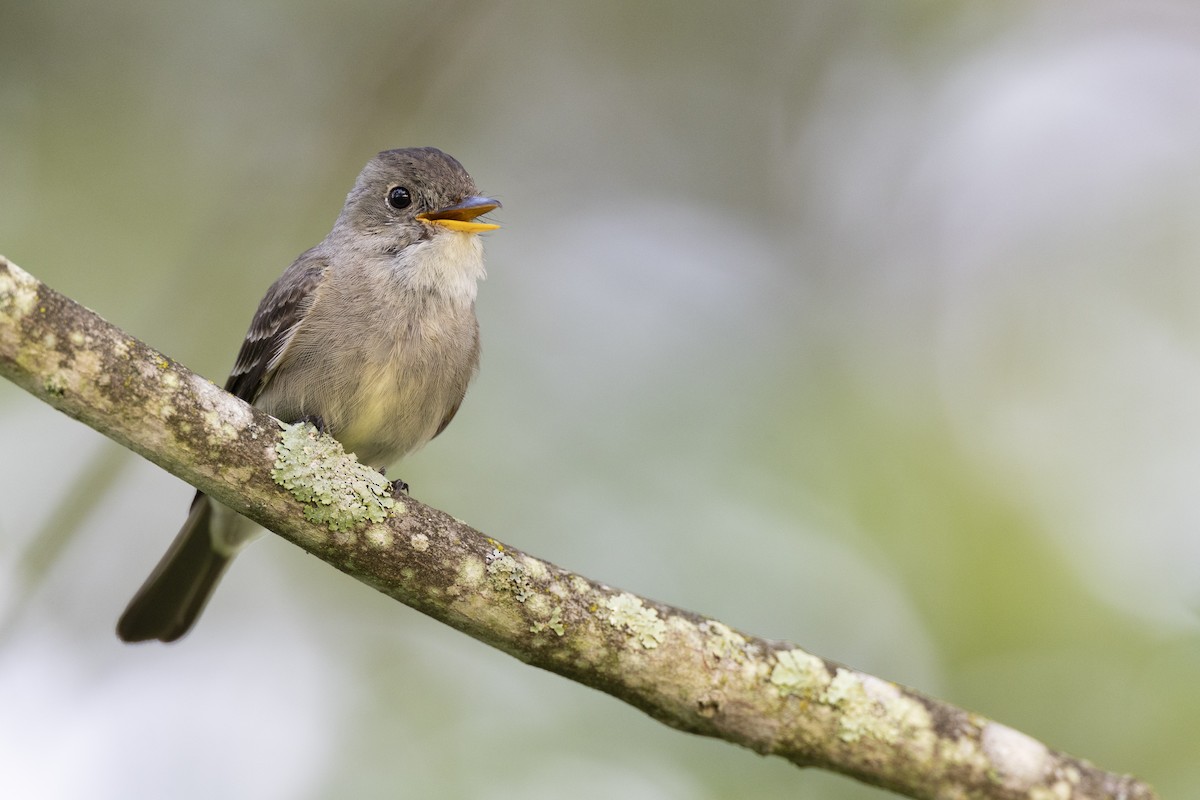 Eastern Wood-Pewee - Michael Stubblefield