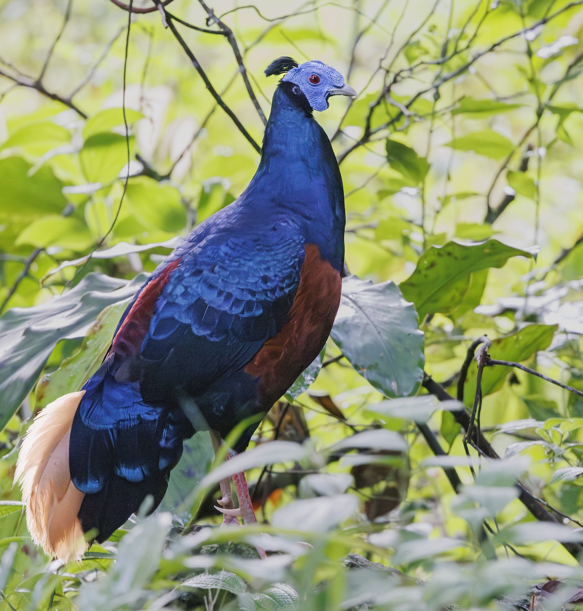 Bornean Crested Fireback - Jason Vassallo