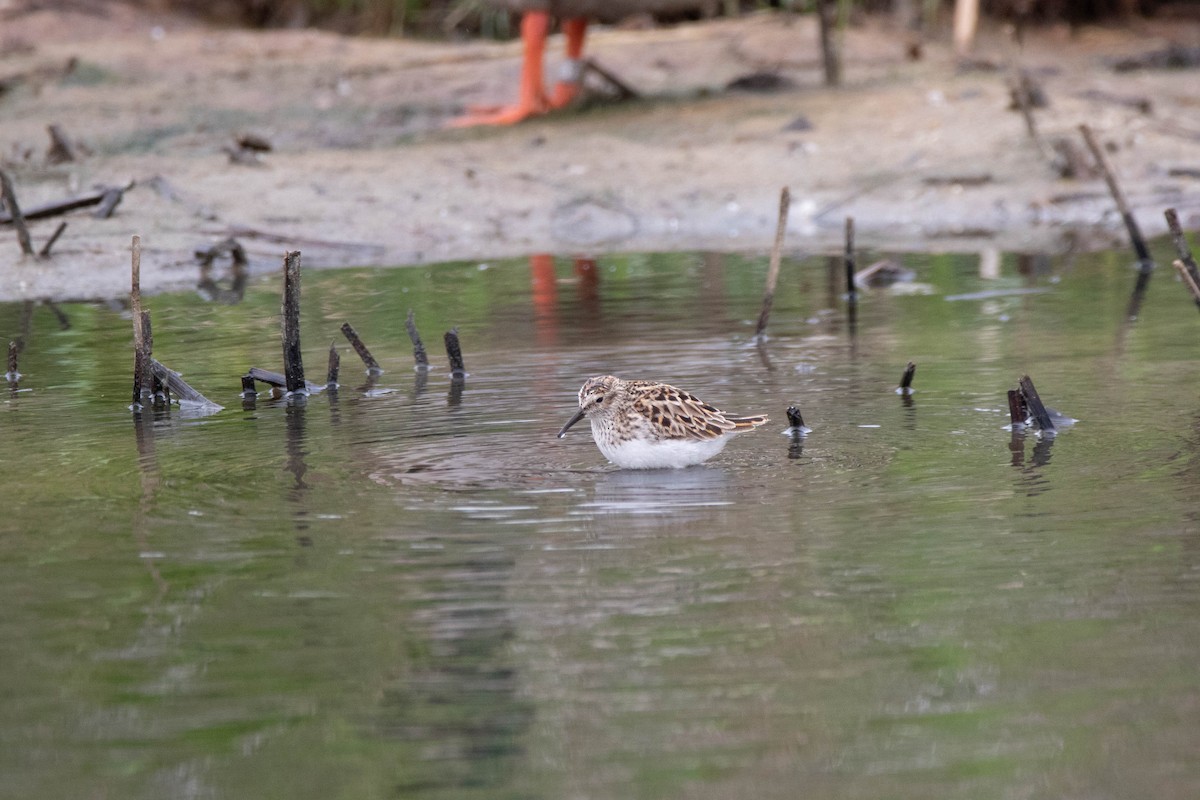 Least Sandpiper - ML622288124