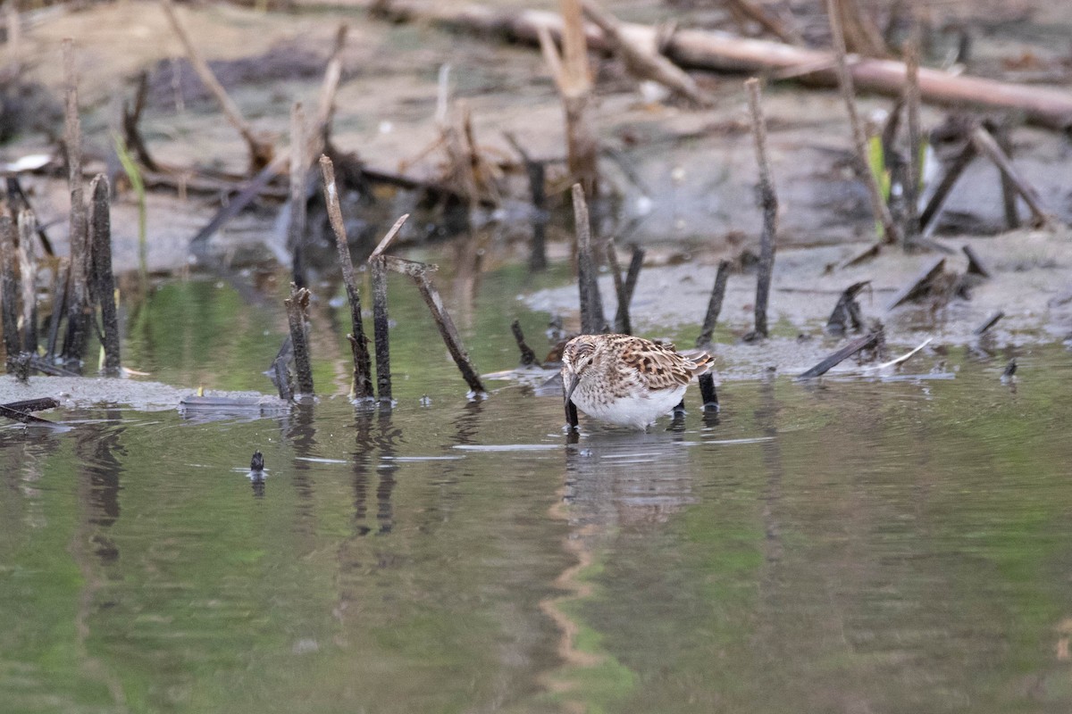 Least Sandpiper - ML622288125