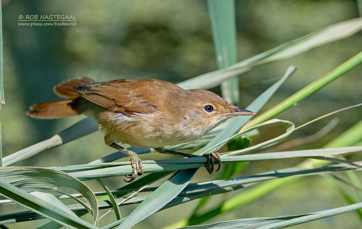 Common Reed Warbler - ML622288186