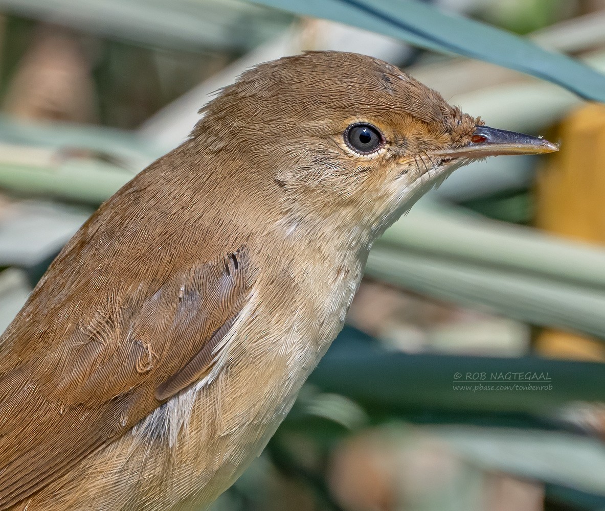 Common Reed Warbler - ML622288187