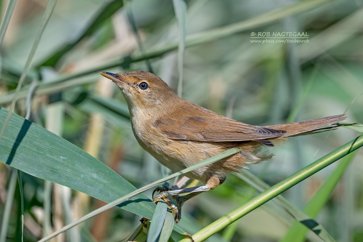 Common Reed Warbler - ML622288188
