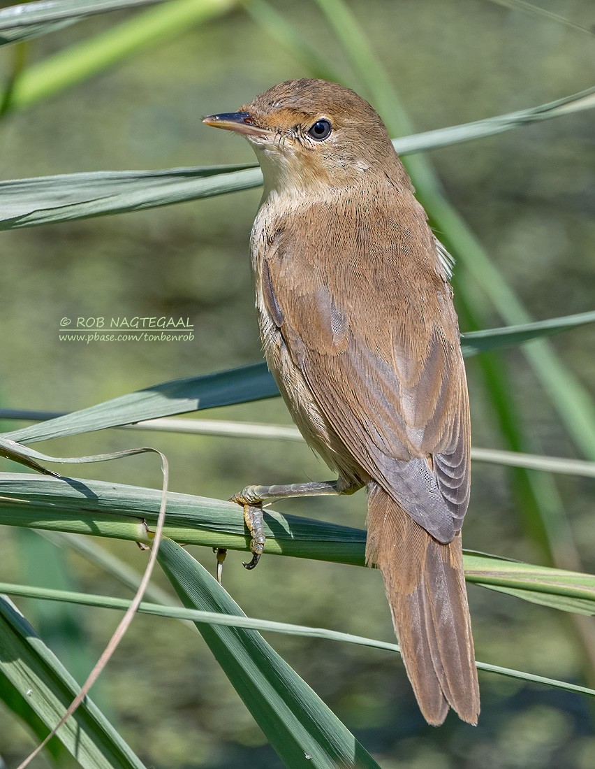 Common Reed Warbler - ML622288189