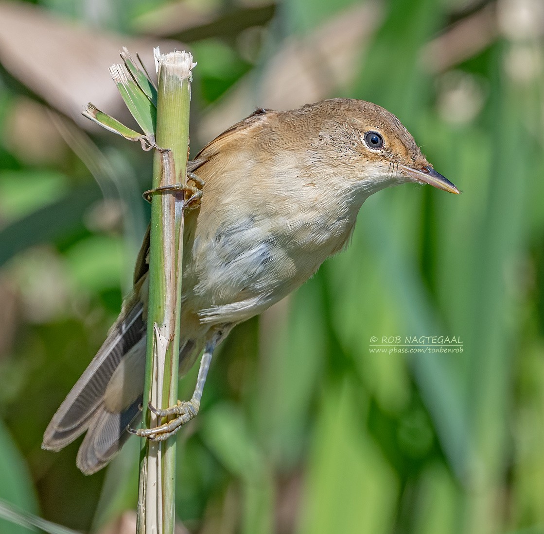 Common Reed Warbler - ML622288190
