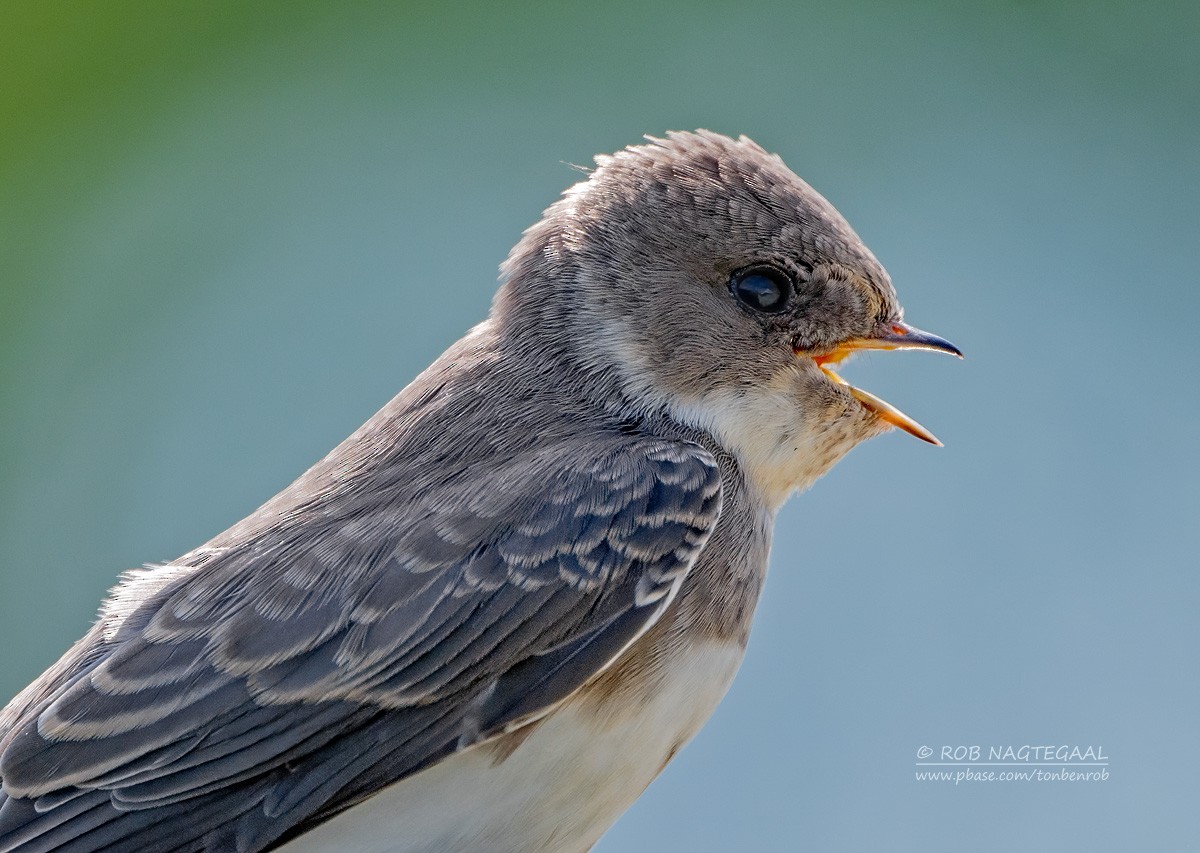 Bank Swallow - Rob Nagtegaal