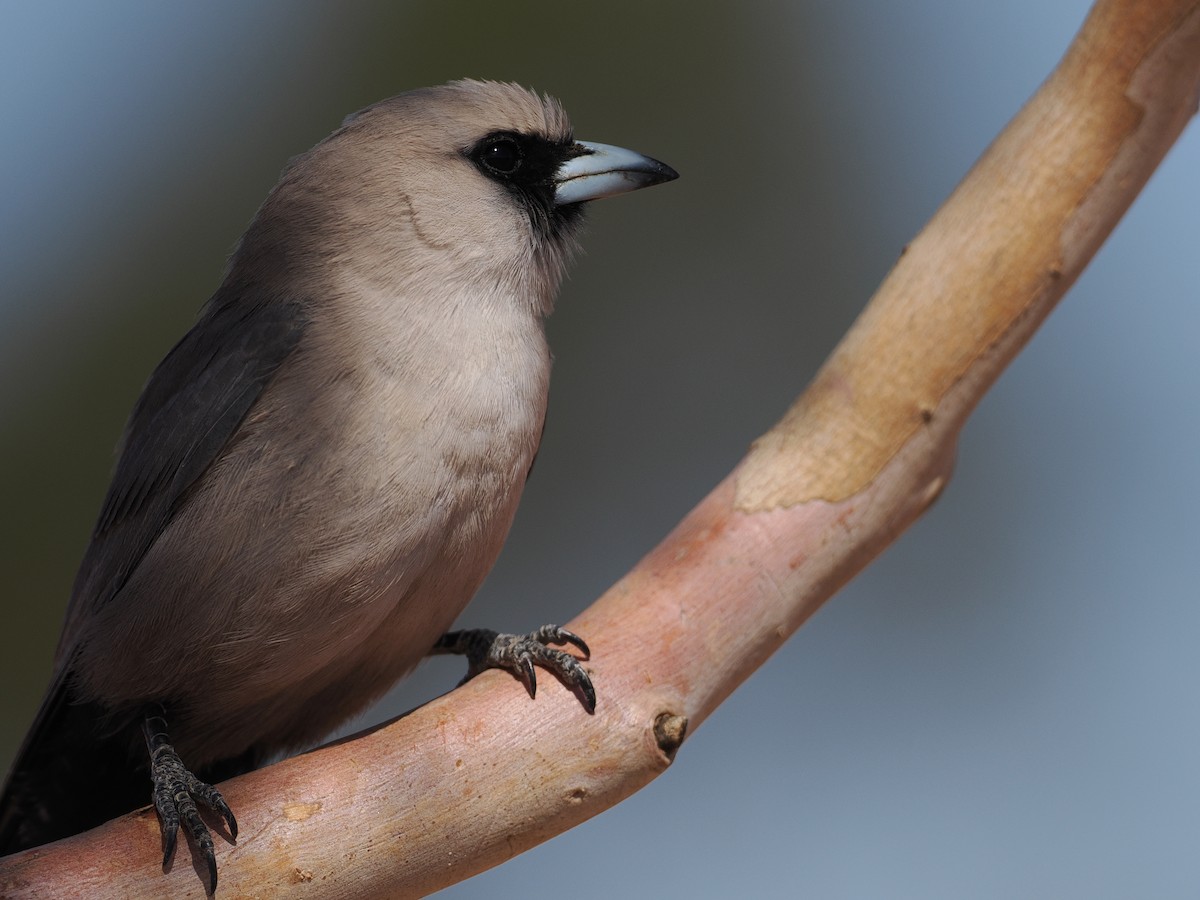 Black-faced Woodswallow (Black-vented) - ML622288225