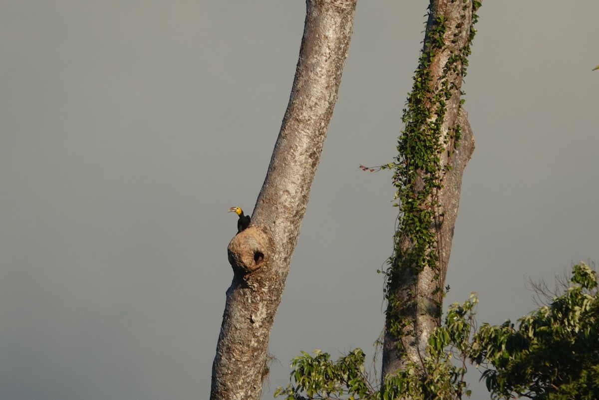 Sulawesi Hornbill - ML622288292