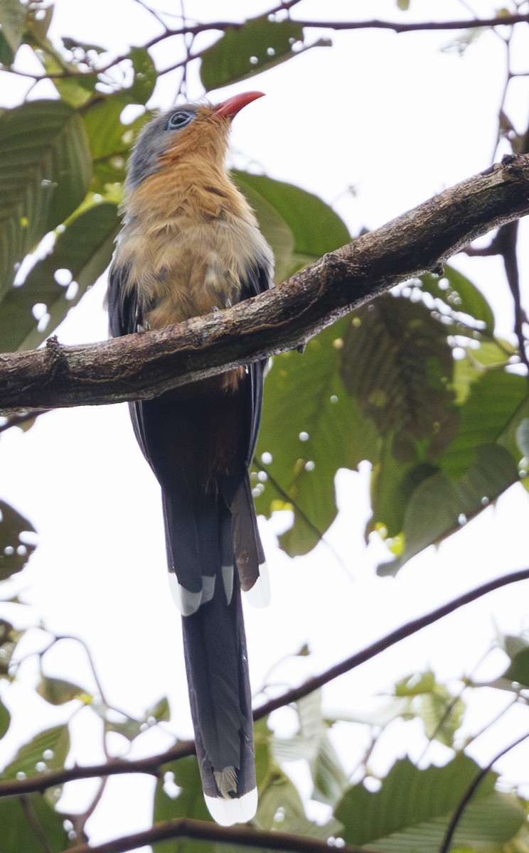 Red-billed Malkoha - ML622288313