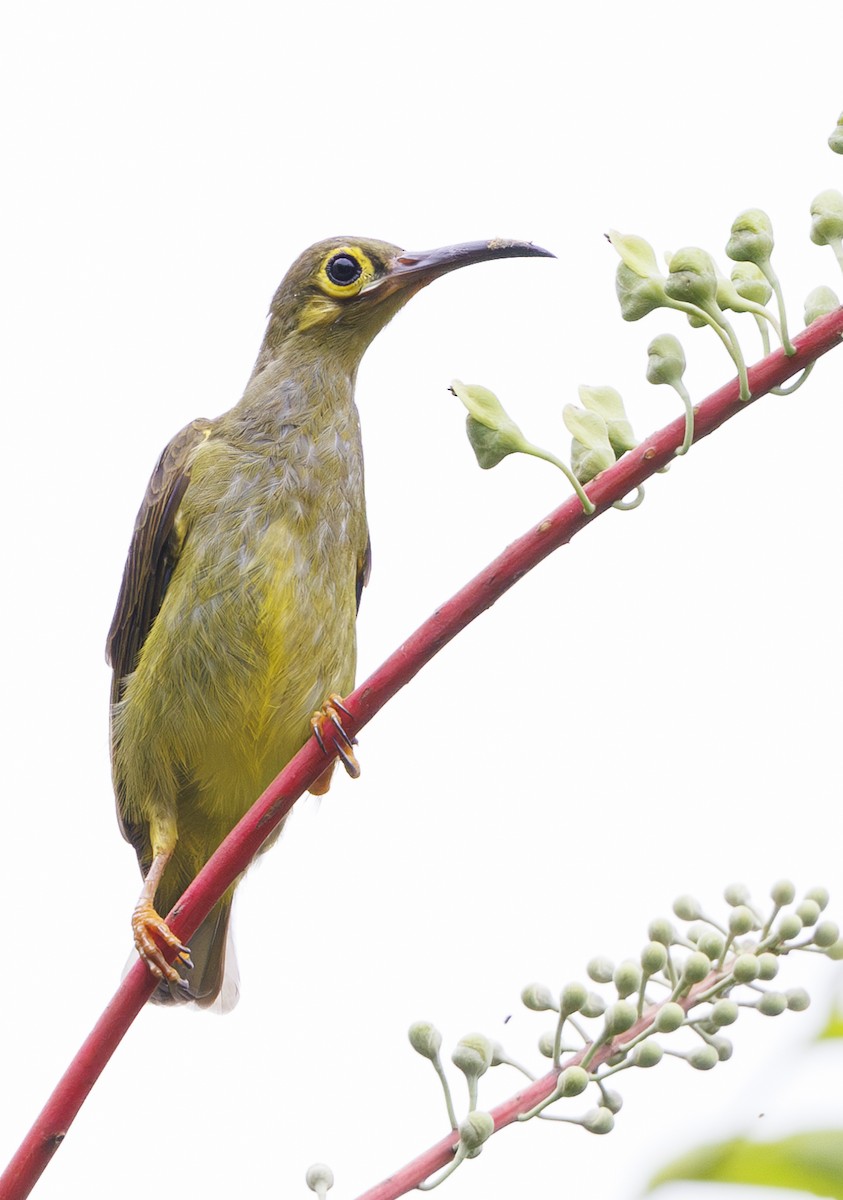 Spectacled Spiderhunter - ML622288343