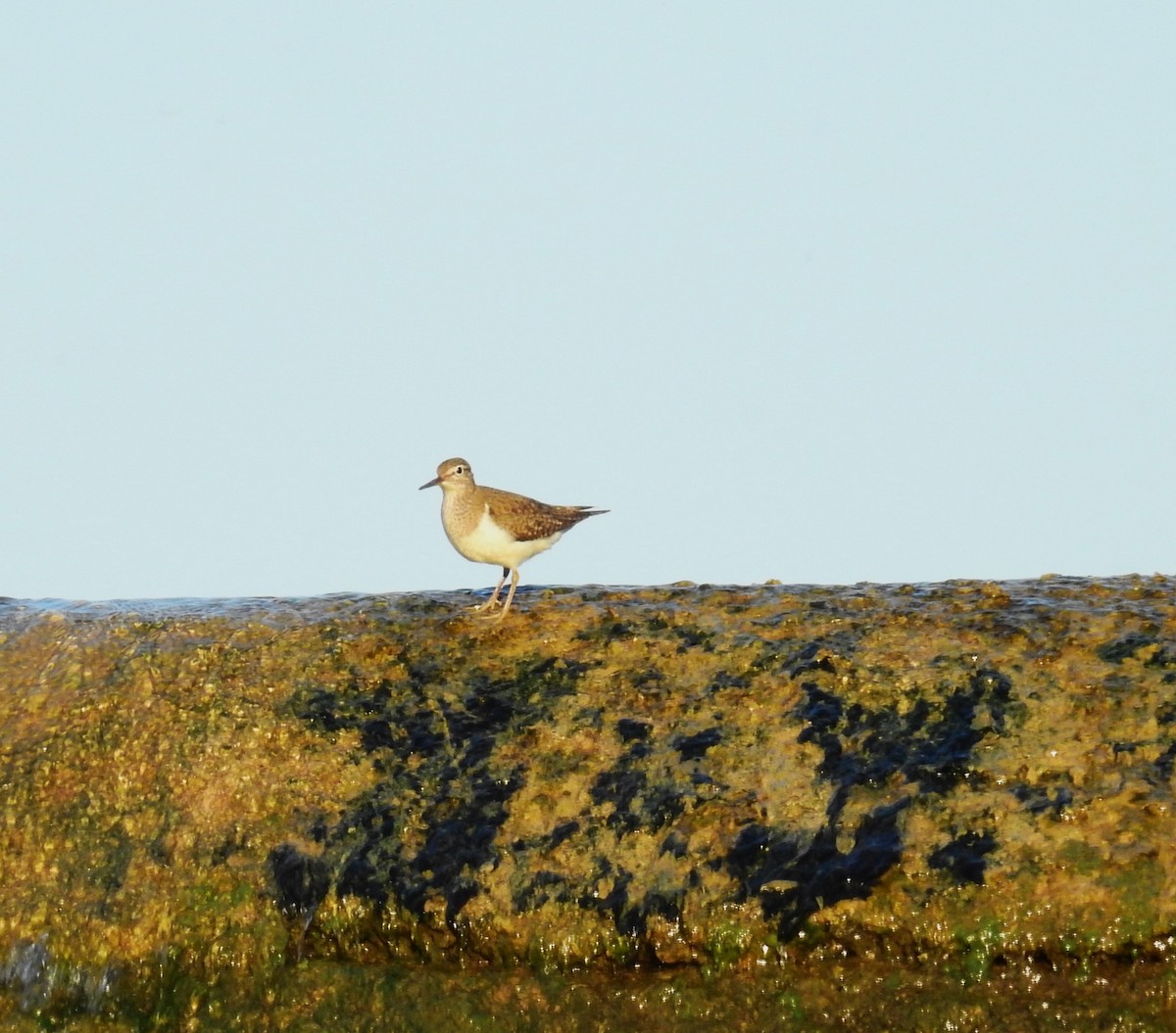 Common Sandpiper - Fernando T Rico