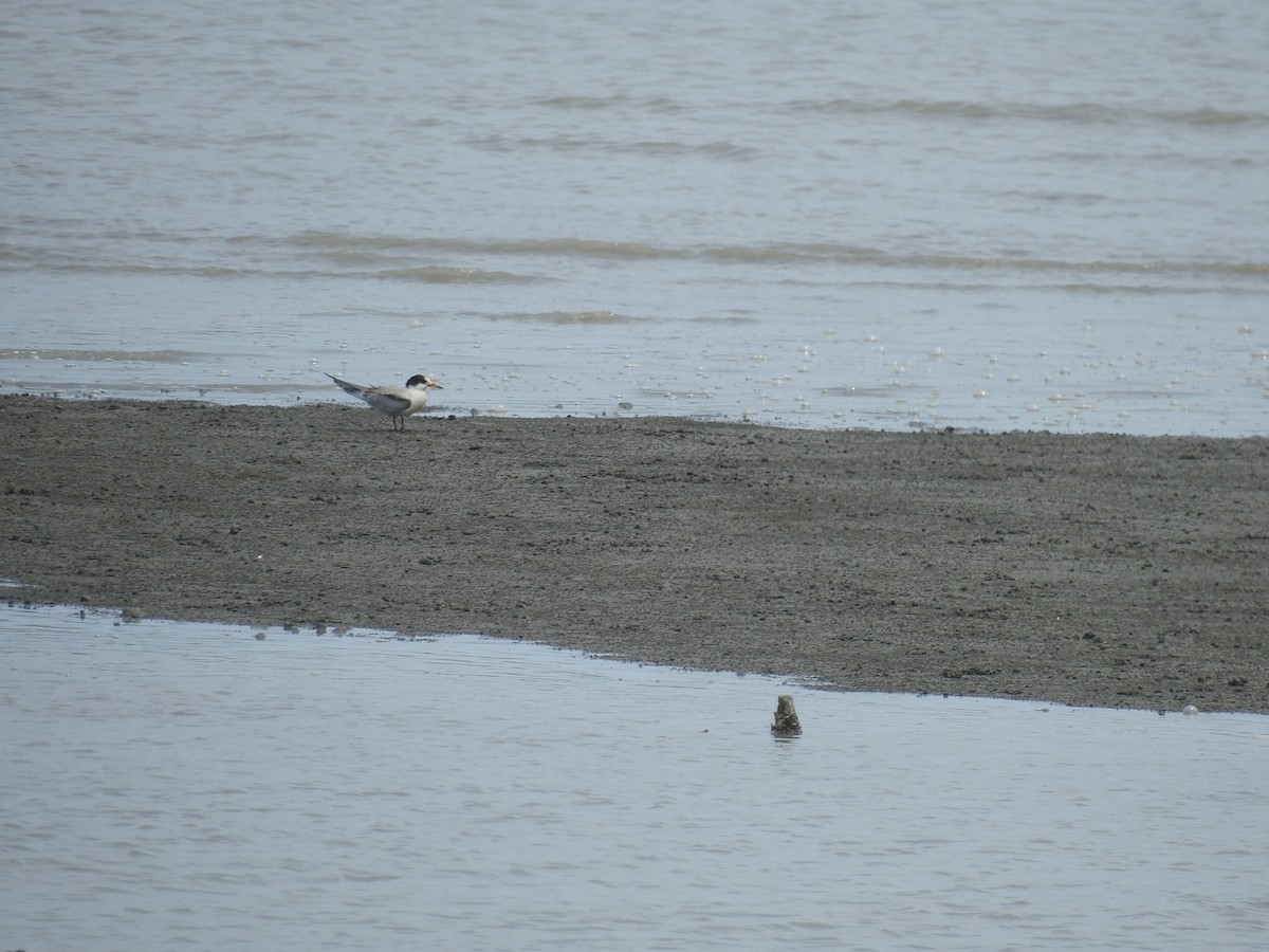 Common Tern - ML622288366