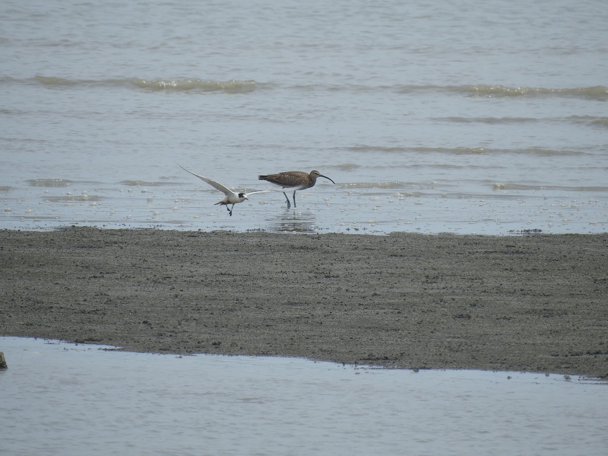 Common Tern - ML622288367