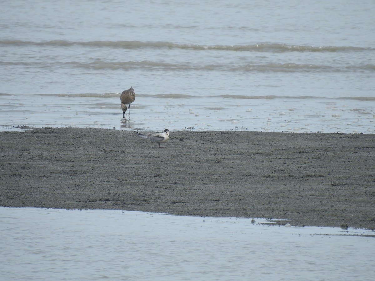 Common Tern - ML622288368