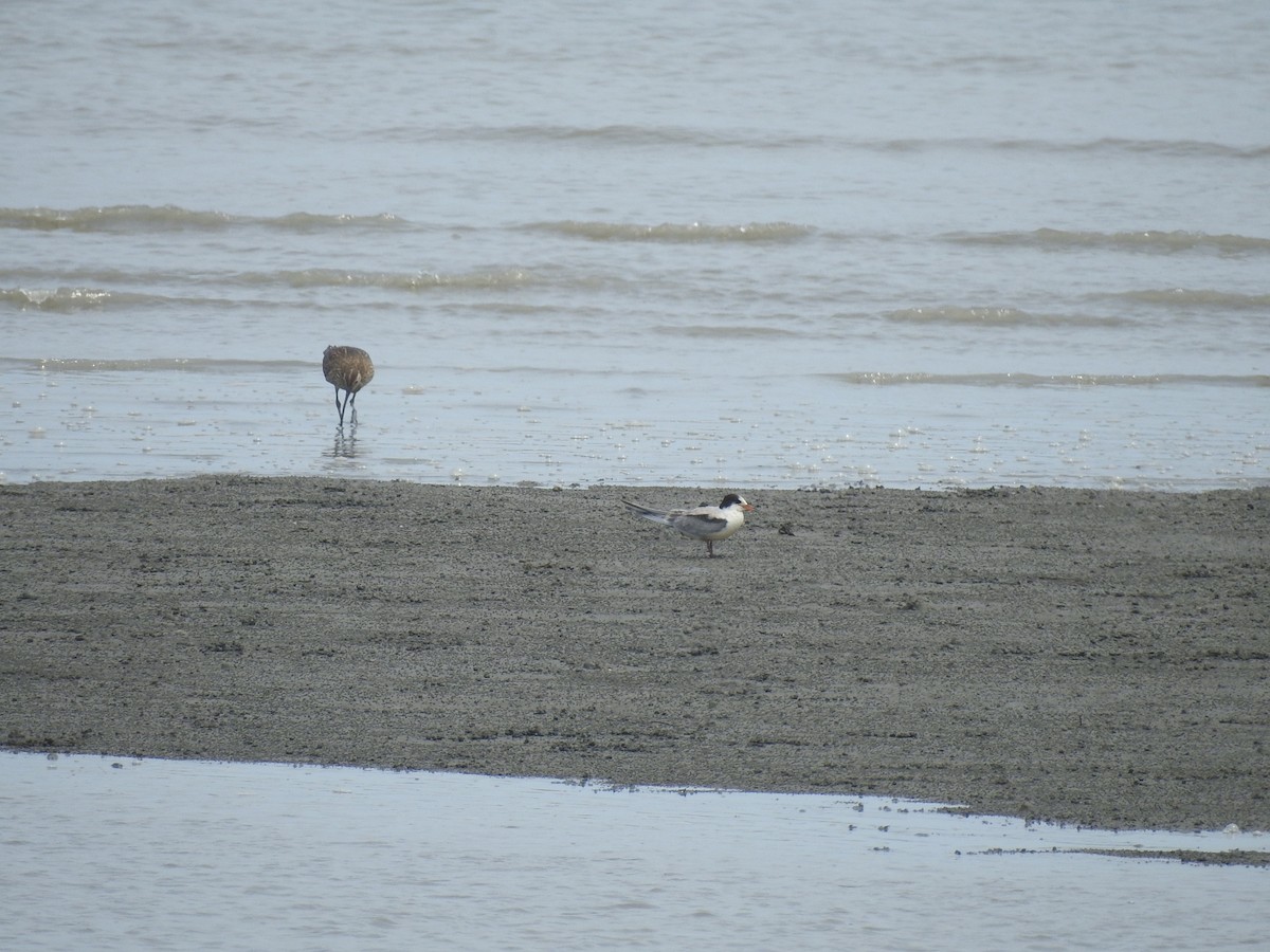 Common Tern - ML622288369