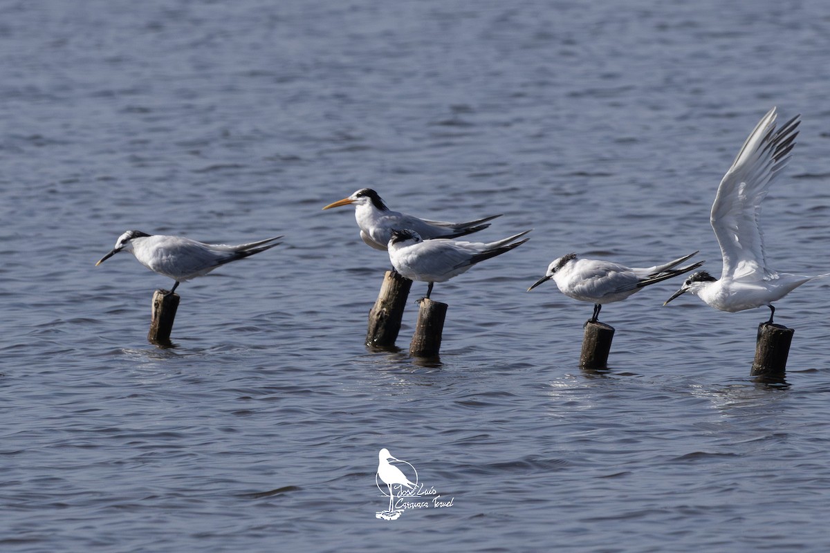 Elegant Tern - JOSE LUIS CARAVACA TERUEL