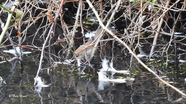 Cetti's Warbler - ML622288599