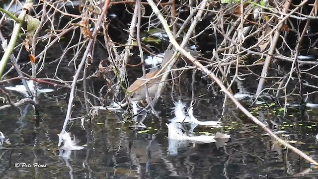 Cetti's Warbler - ML622288599