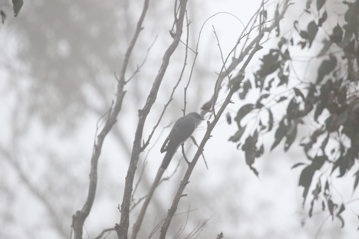 White-bellied Cuckooshrike - ML622288602