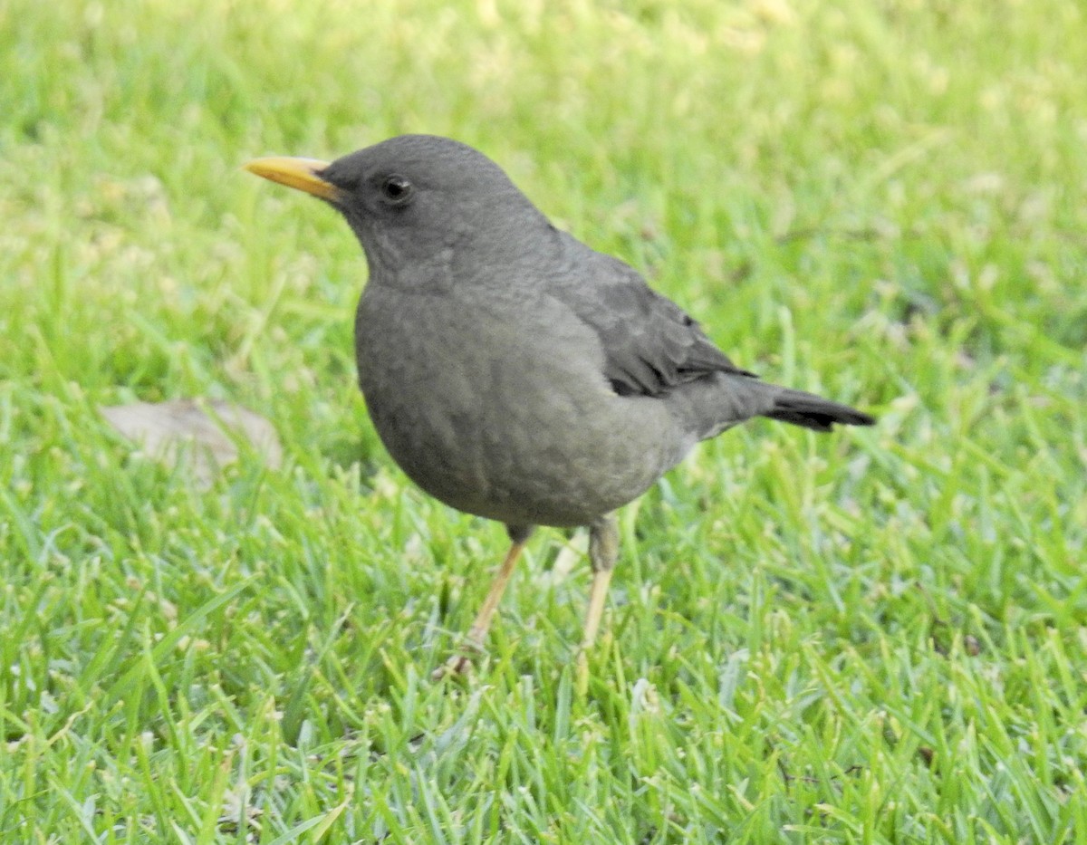 Karoo Thrush - ML622288620