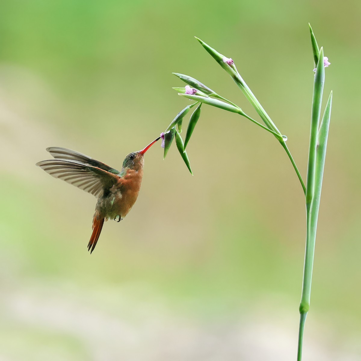 Cinnamon Hummingbird - ML622288700