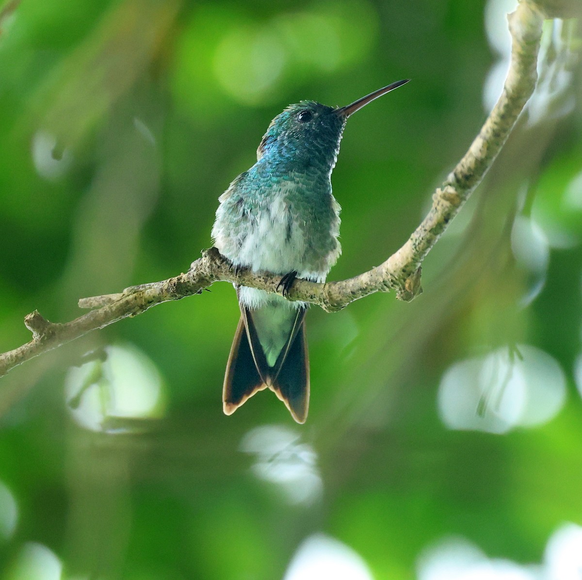 Mangrove Hummingbird - ML622288719