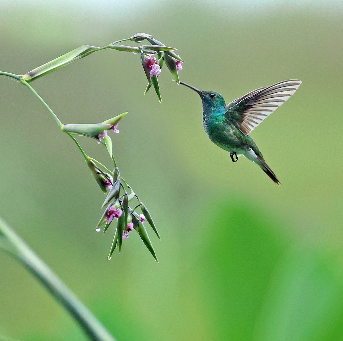 Mangrove Hummingbird - ML622288720