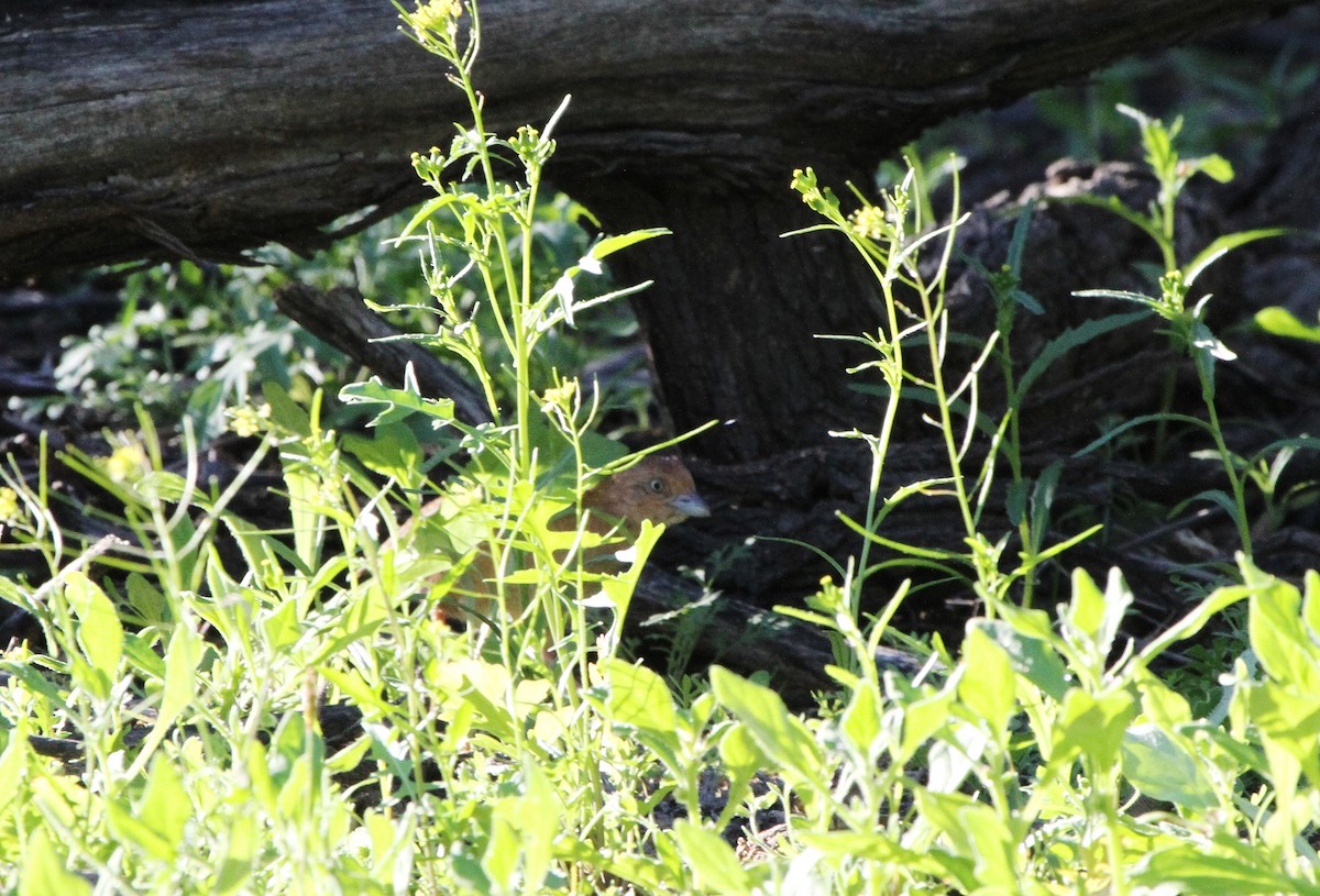 Little Buttonquail - ML622288771