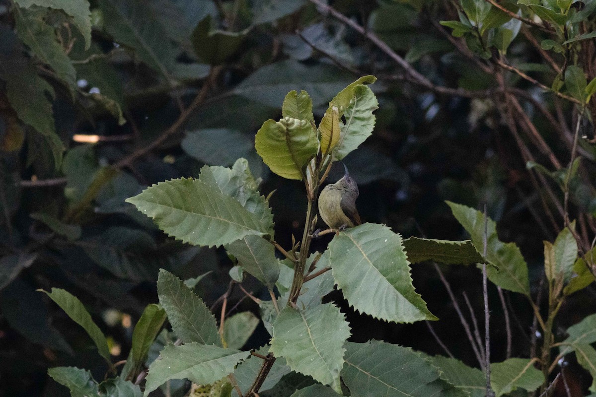 Forest Double-collared Sunbird - ML622288782