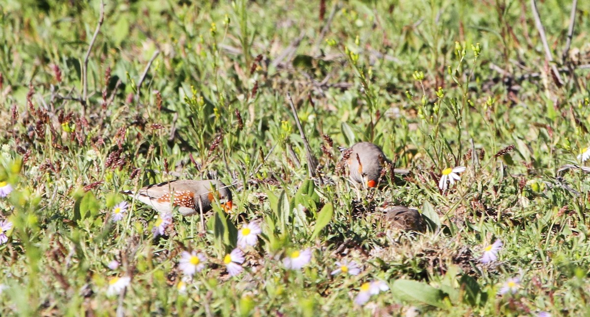 Zebra Finch (Australian) - Mel Mitchell