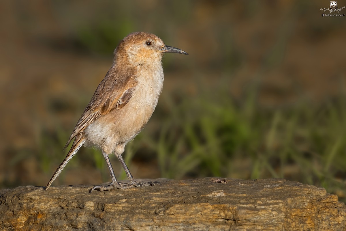 Ground Tit - ML622288801