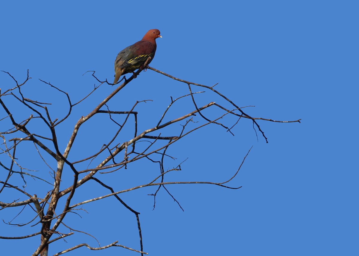 Cinnamon-headed Green-Pigeon - Ayuwat Jearwattanakanok