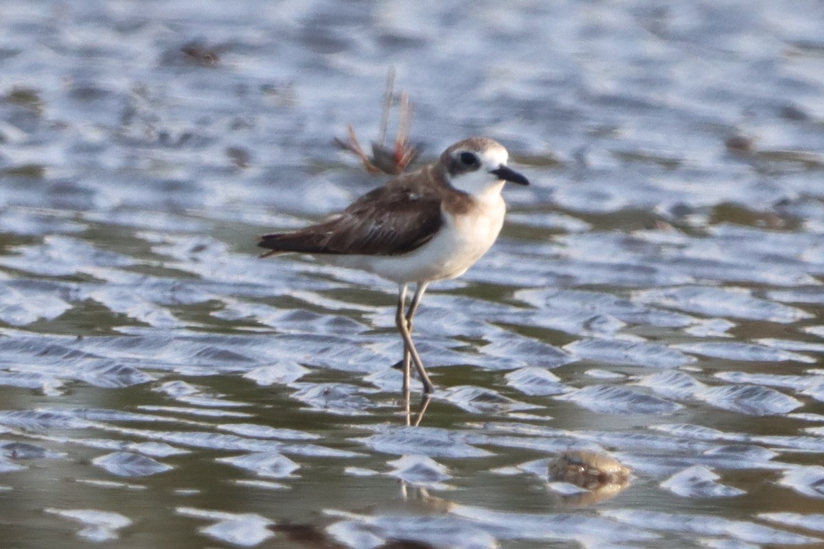 Siberian Sand-Plover - ML622288806