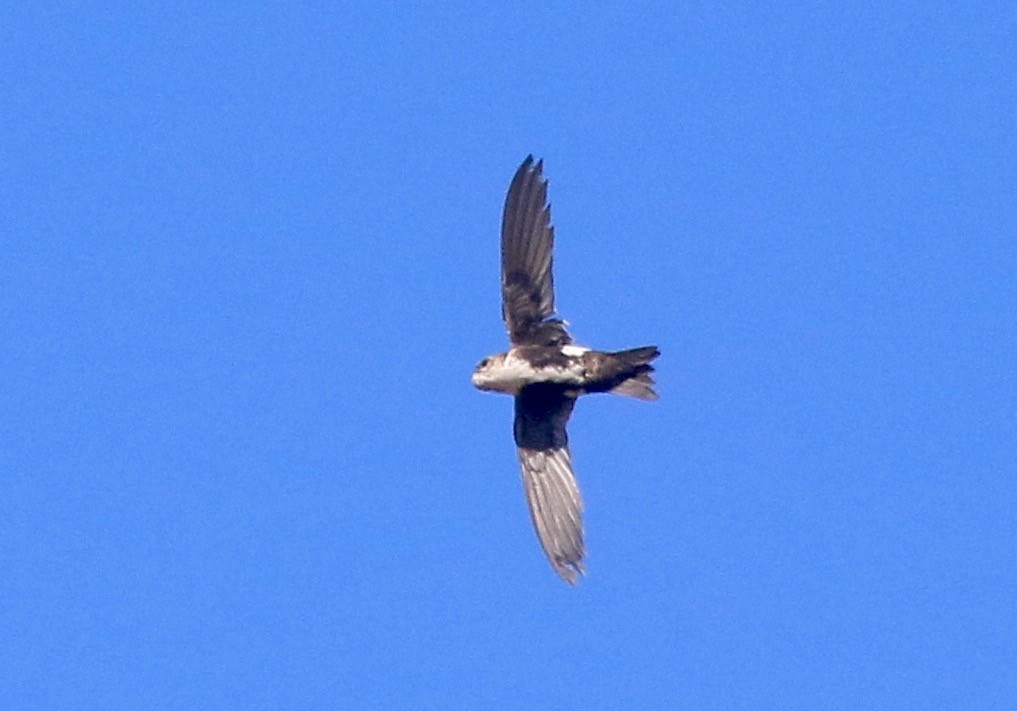 White-throated Swift - Roger Zachary