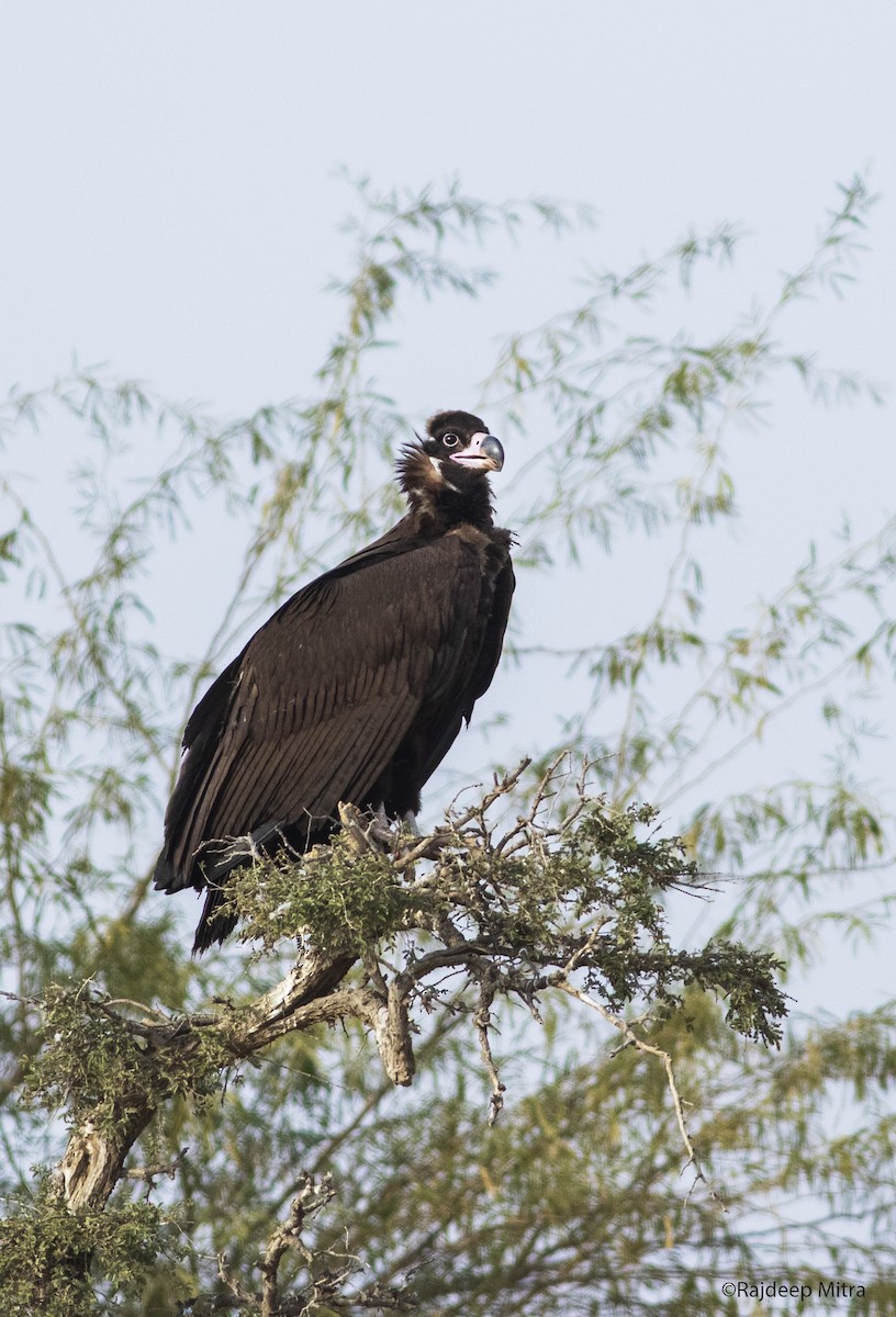 Cinereous Vulture - Rajdeep Mitra